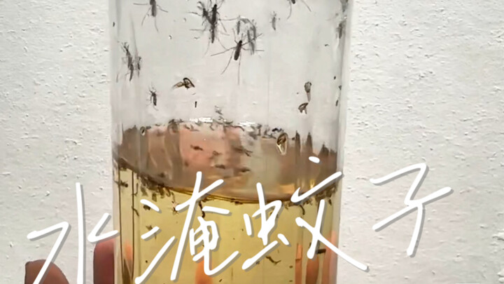 This mosquito is pretty tough.
