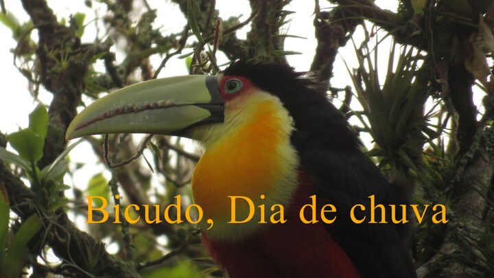 Bicudo, dia de chuva Ramphastos dicolorus ZiCoAdventure