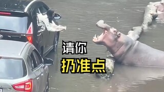 Those hilarious animal videos!