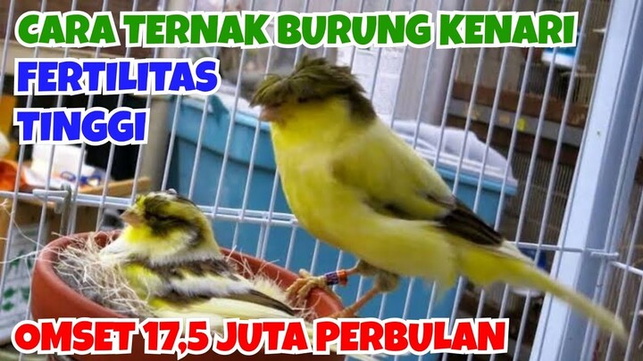 TERNAK KENARI, BREEDING KENARI OMZET RP 17,5 JUTA/BULAN DARI 10 KANDANG || CARA TERNAK BURUNG KENARI