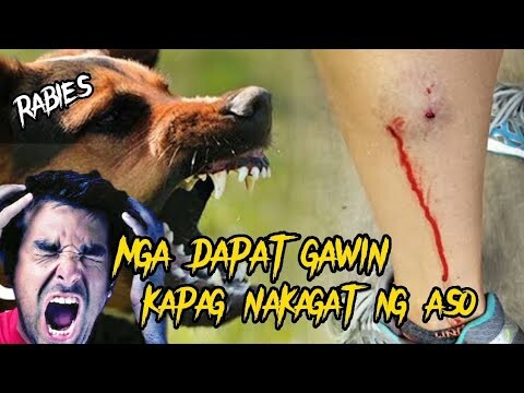 MGA DAPAT GAWIN KAPAG NAKAGAT NG ASO AT MGA IMPORMASYON TUNGKOL SA NAKAMAMATAY NA RABIES | Tenrou21