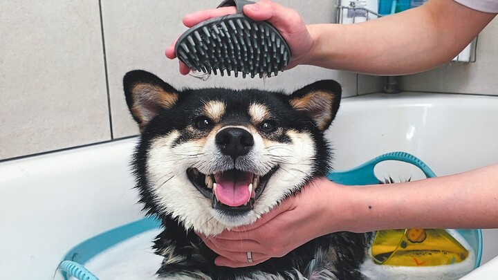 Taking an immersive bath, this is probably the most well-behaved dog on the entire Internet!
