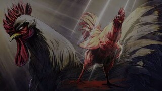 Rooster Fighter