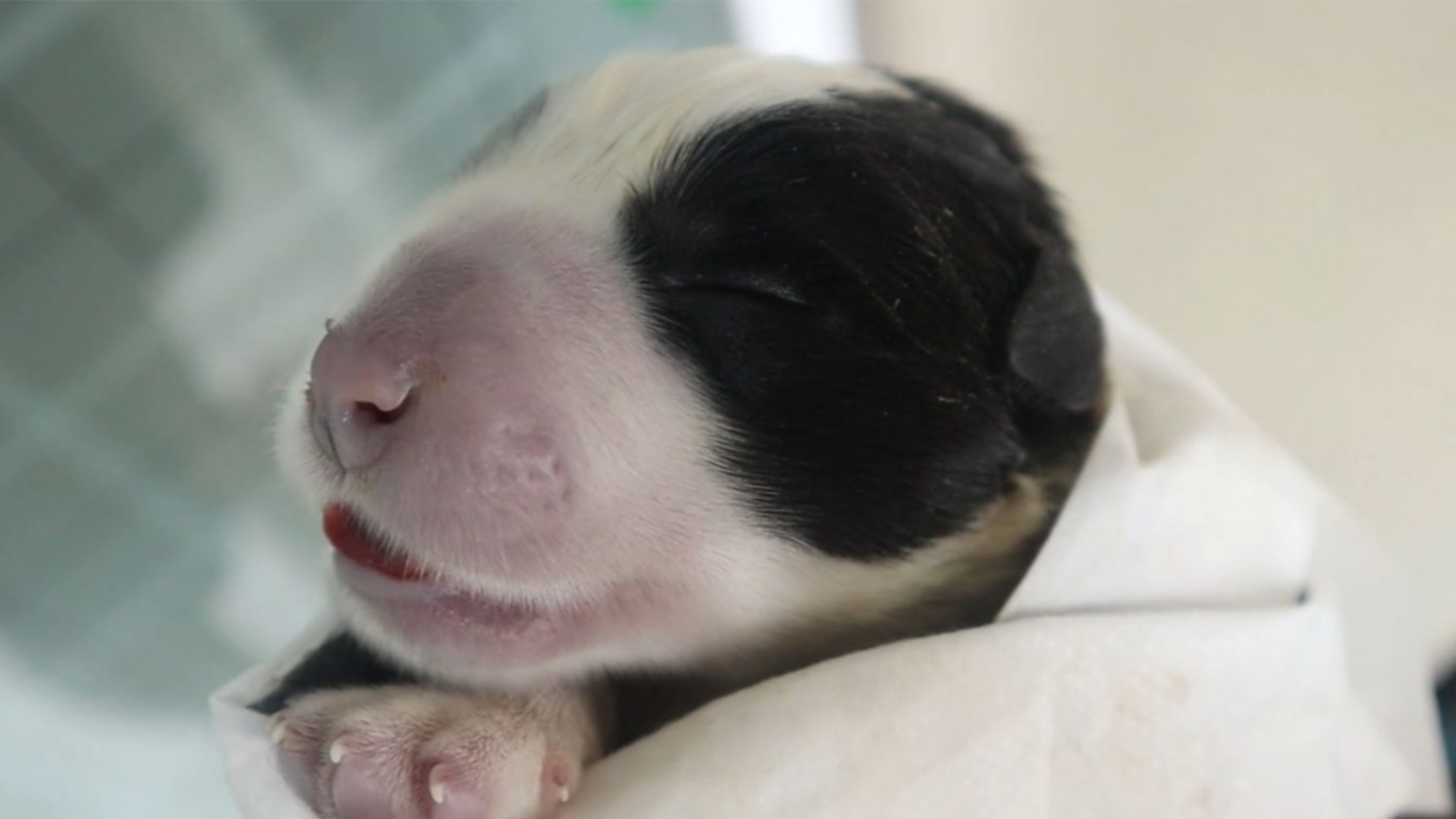 are newborn border collies have pink and black nose