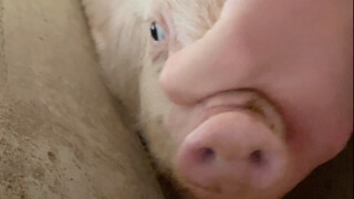 Pig Box