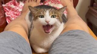 خبز أسود بحجم اللقمة