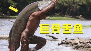 How terrifying is the Arapaima? The guy challenged it and was instantly knocked over and fell into t