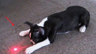 Pets Vs Laser Pointer - ปฏิกิริยาสัตว์เลี้ยงตลก 2 โรงละครสัตว์เลี้ยง