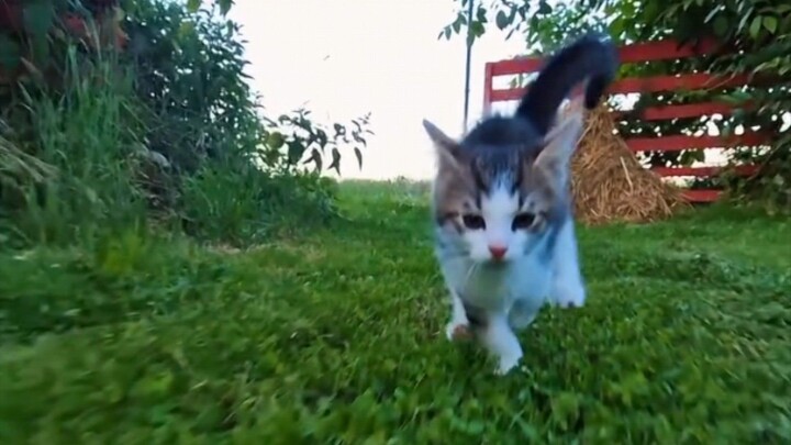 Cute Kitty Cat Running