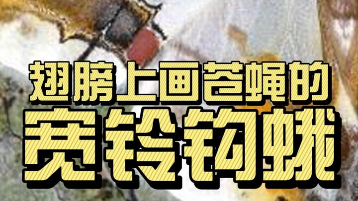 A moth that draws flies on its wings—Broad-banded Hook-tip Moth