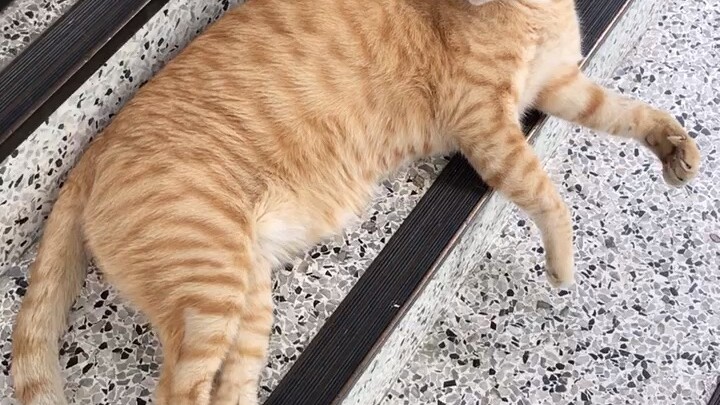 P’Bob