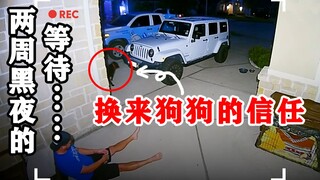 男子连续两周晚上坐在屋外，最终获得了流浪狗的信任