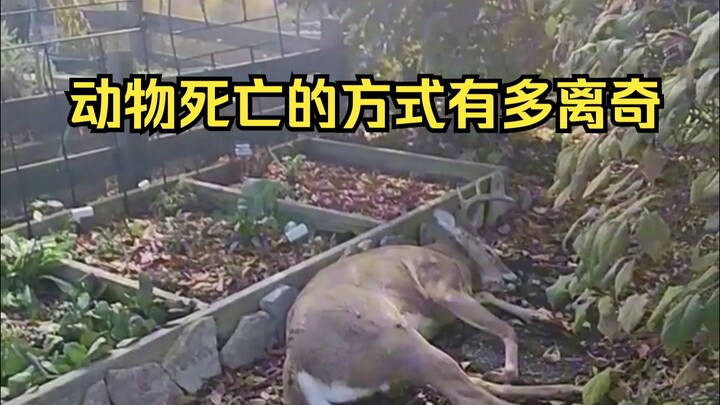 Giám định cái chết kỳ lạ của động vật 34