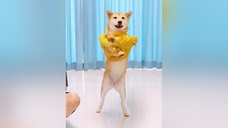 chó_cưng cúncon dog NuCuoiBatNgo KhoanhKhacDatGia