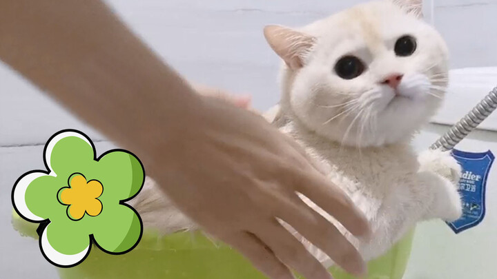 A Well-Behaved Cat When Taking a Bath