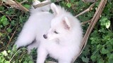Meet Yuki my Pomspitz puppy 🥰🥰🥰