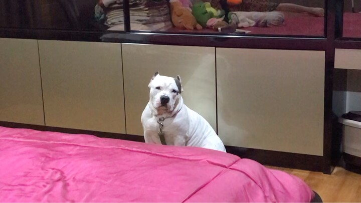 Da dawg