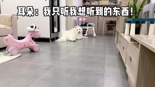 一对有自己想法的小耳朵，哈哈哈#狗狗##