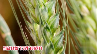 ก่อนข้าวสาลีสุก