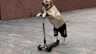 狗狗：只要够努力，没有什么学不成的