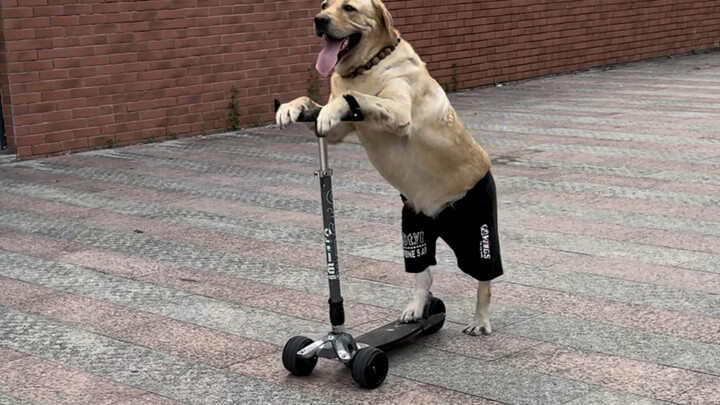 الكلب: طالما أنك تبذل الجهد الكافي، فلا يوجد شيء لا يمكنك تعلمه.