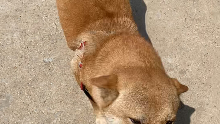 พิธีกรสูงสุดในโลกหมา: การทักทายด้วยการกัดมือ