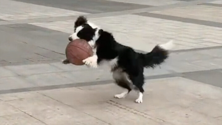 Puppy Loves Playing Ball