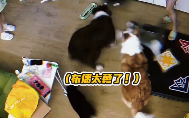 บุตโตะ: กินอาหารหมาหน่อยก็หรูหราหยิ่งยโส กล้ากัดแม่ฉันนะเหรอ? อนาคตของเจ้าคงไม่รอดแน่! #แมว