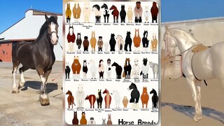 Xem những chú ngựa khác nhau 🐎