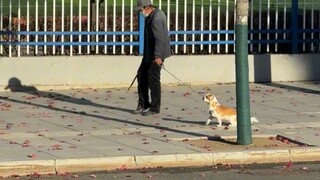 狗：自己的老头自己宠