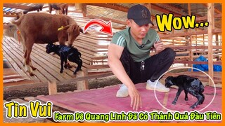 Quanglinhvlogs || Em Bé Đầu Tiên Của Quang Linh Farm Đã Ra Đời !!! Tin Vui ... Tin vui ...