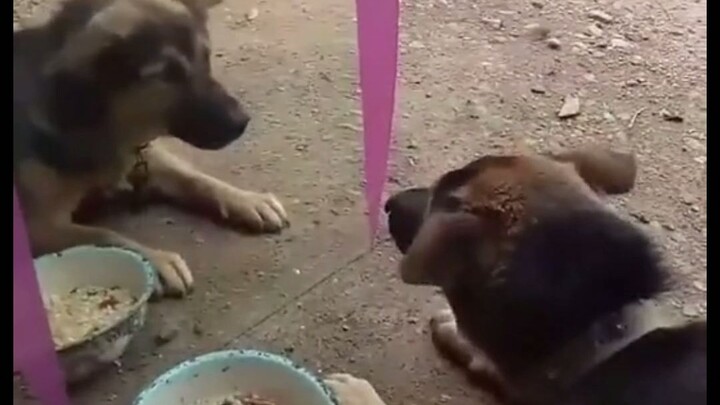 Anjing adalah anjing sungguhan, tetapi saya tidak tahu apakah manusia adalah manusia.