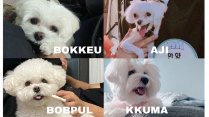 【เซเว่นทีน】【สาระน่ารู้สำหรับคนเลี้ยงหมา】ทำไมพวกคุณถึงชอบก๊อปปี้โพสต์เรื่องเลี้ยงหมากันจัง?