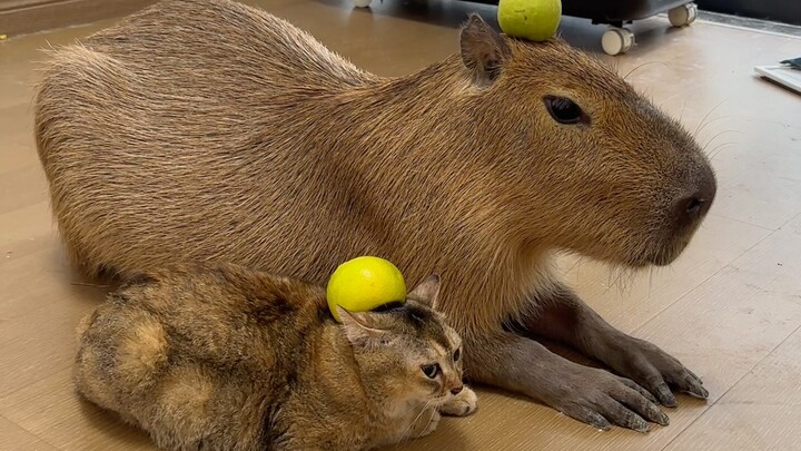 After watching this video, do you still want to keep a capybara as a pet?