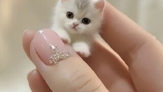 น้องแมวสุดน่ารักมาแล้ว!