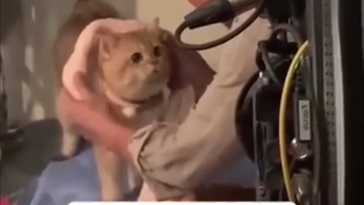 Deaf kitten gets picked by the director because it's so cute!