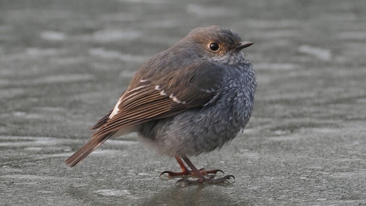 NWPU Strikes Again for the Country: Successfully Breaks Through “Bird Fat-Boosting” Technology, Comp