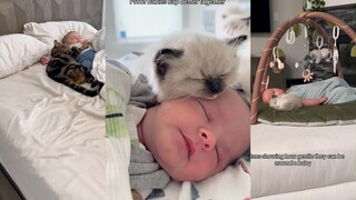 Cats and babies that you never get tired of watching