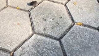 الفأر الشمالي صغير وجميل جدًا 😂، على العكس من الفأر الجنوبي...😅