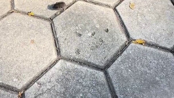 The mice in the north are so cute and small 😂, while the mice in the south are...😅