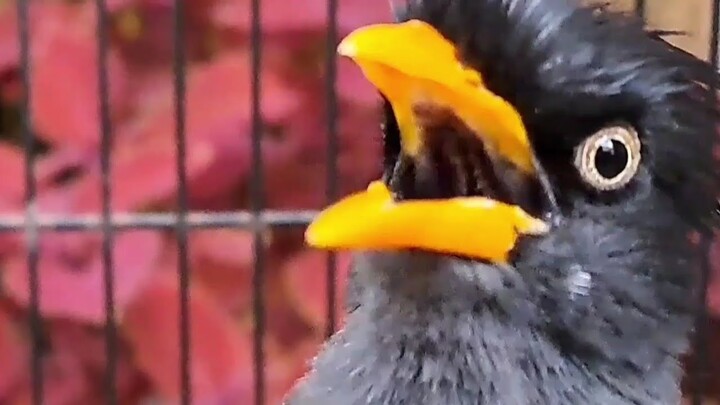 COBA PUTARKAN SUARA INI UNTUK JALAK KEBO YANG DIAM DAN MALAS BUNYI | SUARA JALAK KEBO GACOR