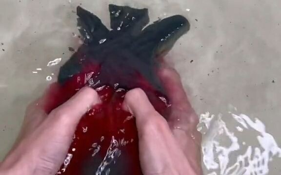 It's a sponge blind box you've never seen before! Let's guess—will the water squeezed out be green o