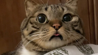 I eat the little tongue of the stinky roll
