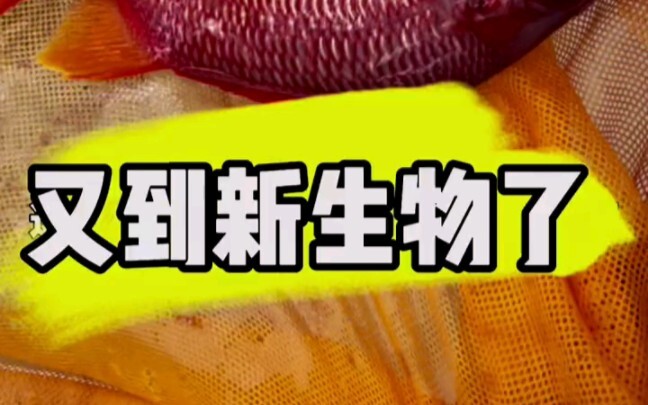 Another new creature has arrived!