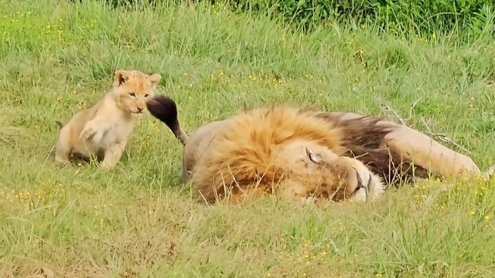 Gậy chọc mèo kiểu khác biệt