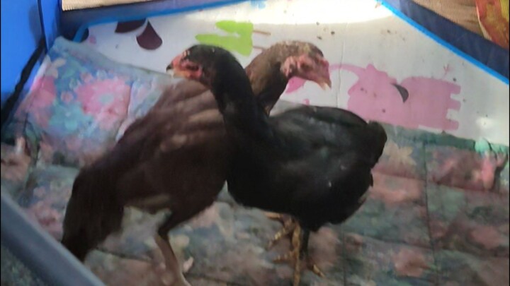 Seedfowls Dance Step.