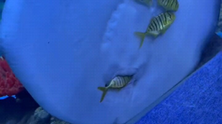 Papan kayu kerja heboh pamer sama rekan kerja #DuniaLaut