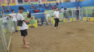 matapang na manok