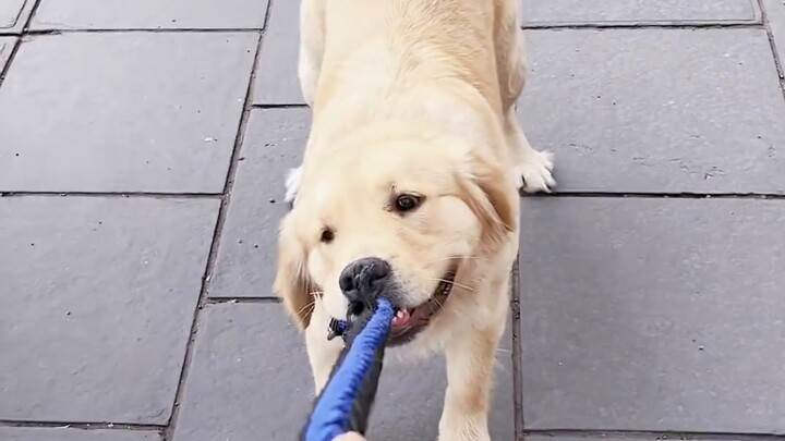 Setelah membawa anjingnya ke objek wisata dan tidak diperbolehkan masuk, keinginan anjing untuk bere