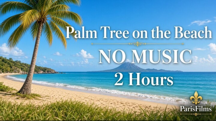 Palm Tree on the Beach | NO MUSIC |  Calm Ocean Sounds for Sleep & Study